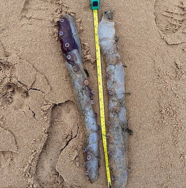 щупальца осьминог щупальца осьминог